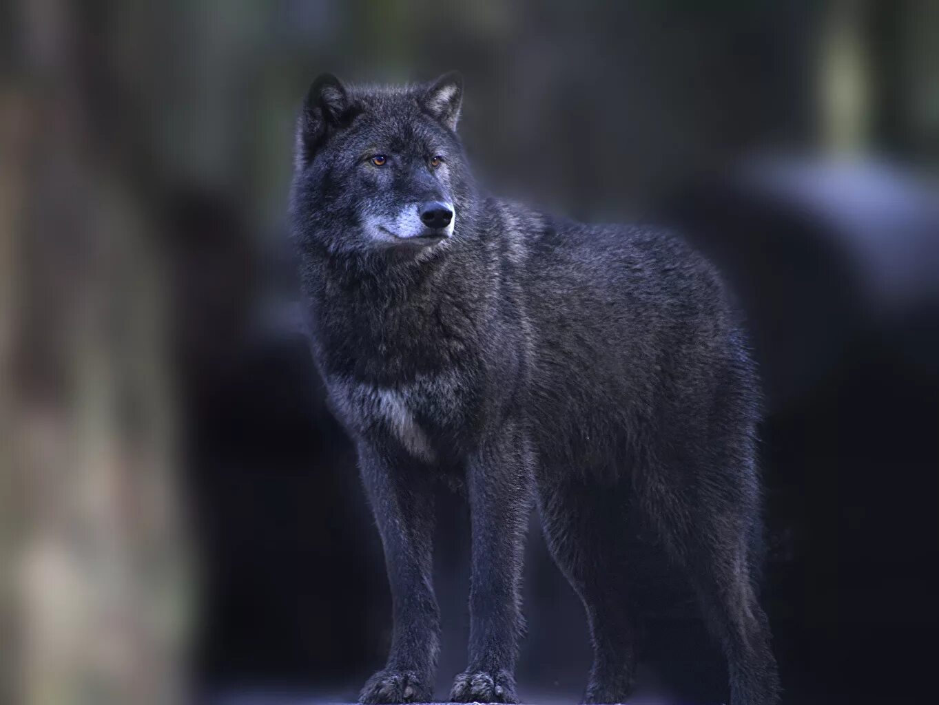 Канадский волк меланист. Волки Блэк Хиллс. Волкособ. Канадский серый волк.