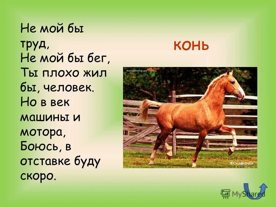 информация о лошадях. лошадь окружающий мир 3 класс. сообщение о лошади. сообщение о лошади. сообщение о лошади.