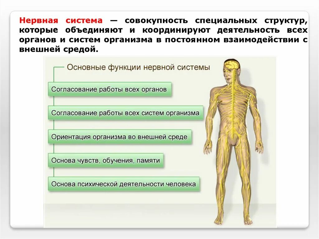 Изучить строение и функции организма человека. Общий обзор нервной системы человека. нервная система человека состоит. нервная система это совокупность. органы и системы органов нервная система.