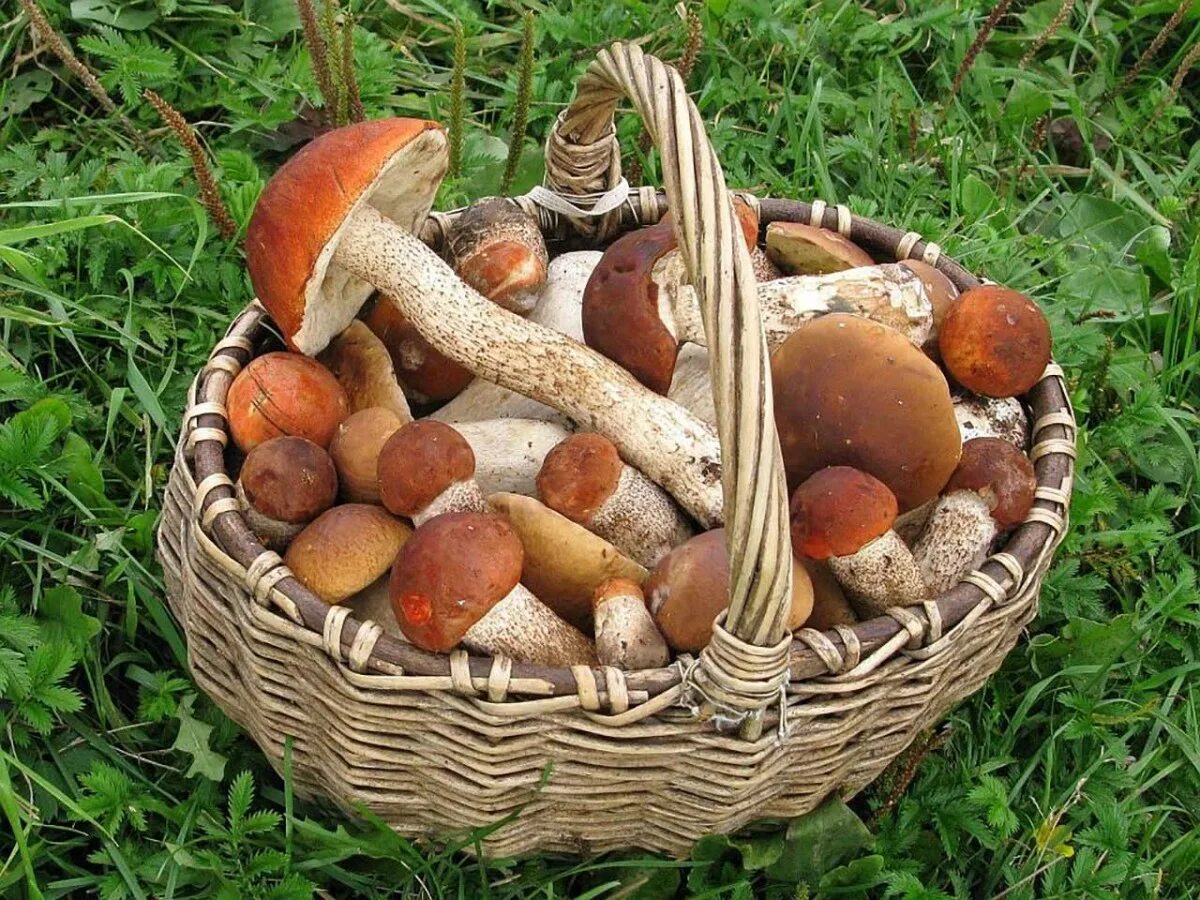 Свежие грибы и ягоды