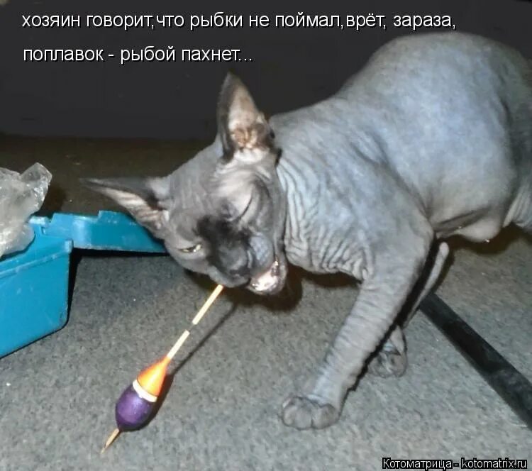 хозяин говорит. баран прикол. шутки про барана. разговор котов. у богатых свои причуды картинки.