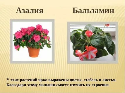 Бальзамин традесканция