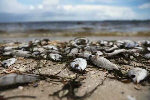 Погибающие море