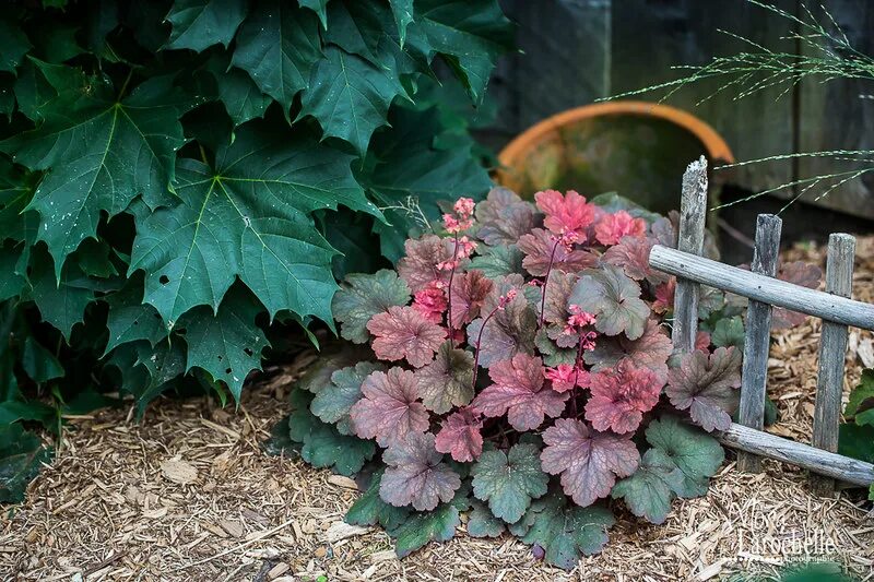 Все что нужно знать о Heuchera Cherry Cola: как выглядит растение