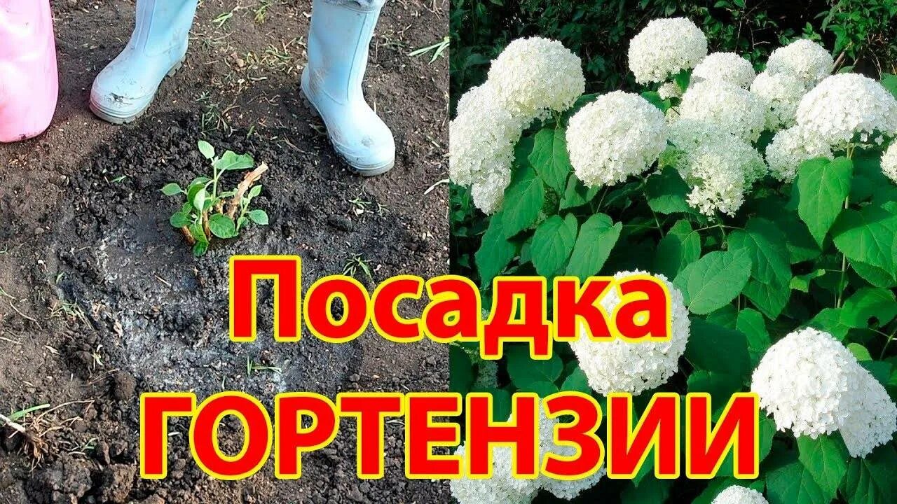 Когда высаживать гортензию в открытый грунт весной. Посадка гортензий метельчатых весной. Правильная посадка гортензии. Посадка гортензии в открытый грунт.