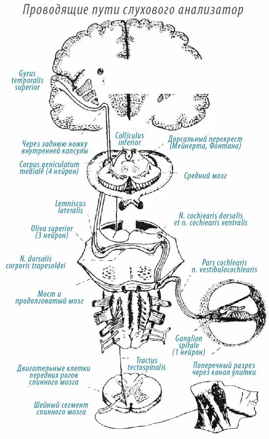 Путь слухового анализатора схема. Проводящие пути слухового анализатора схема. Строение проводящих путей слухового анализатора. Схема проводящего пути слухового анализатора. Проводящий путь органа слуха