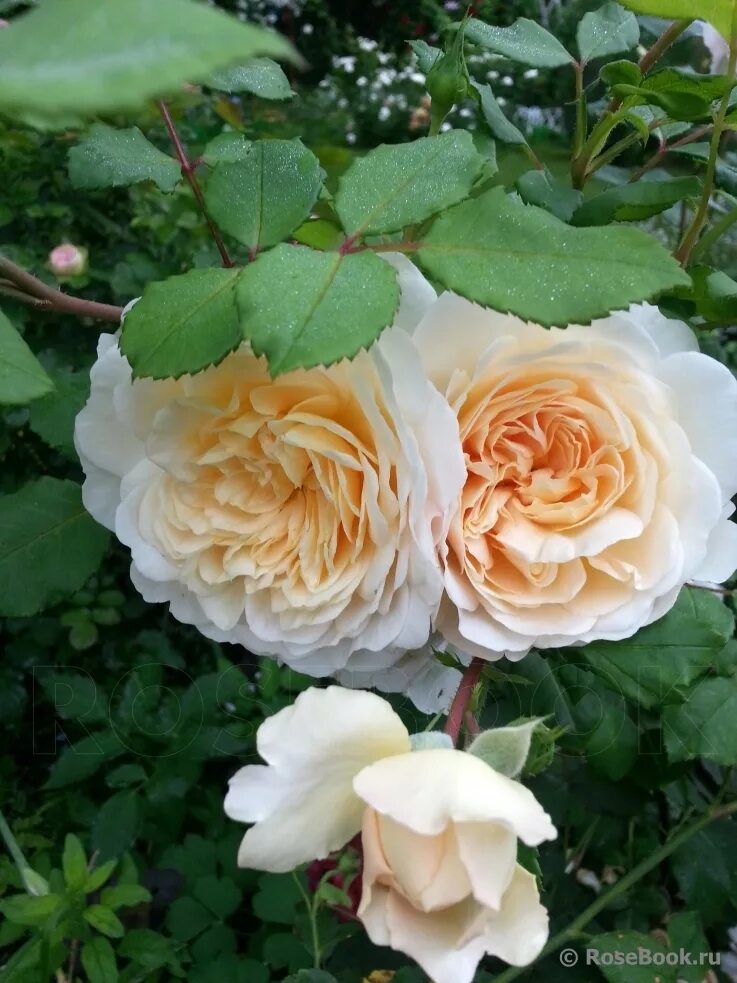 Галерея - Crocus Rose ® (AUSquest, City of Timaru, Emanuel) - Энциклопедия роз