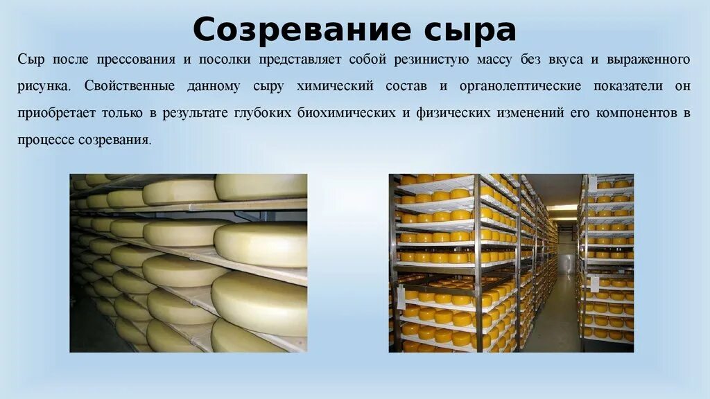 Хранение ферментов. Созревание сыра. Процесс созревания сыров. Процесс вызревания сыров. Созревание сыра на производстве.