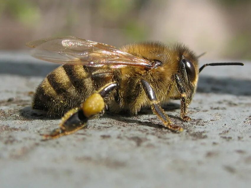 Среднерусская пчела. Среднерусская пчела и Карпатка. Среднерусская пчела фото. Среднерусская медоносная пчела.