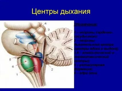 Центр вдоха
