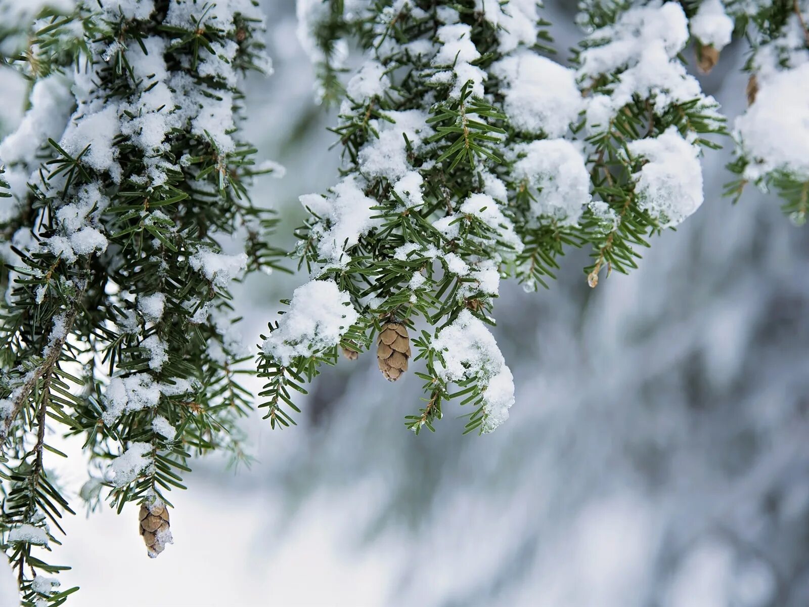 Фото на рабочий стол зима. Зимний фон для фотошопа. Зимний пейзаж. Зимняя природа. Зимняя ветка.
