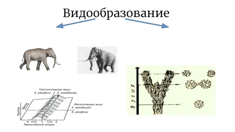 Схема видообразования. Процессы видообразования. Схема видообразования в биологии 9 класс. Видообразование лошади. Видообразование примеры животных