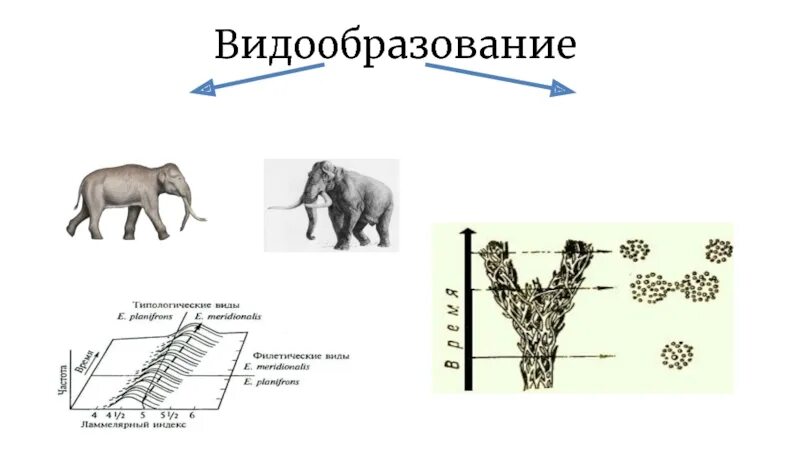 При какой форме отбора происходит видообразование. Схема видообразования. процессы видообразования. схема видообразования в биологии 9 класс. видообразование лошади.