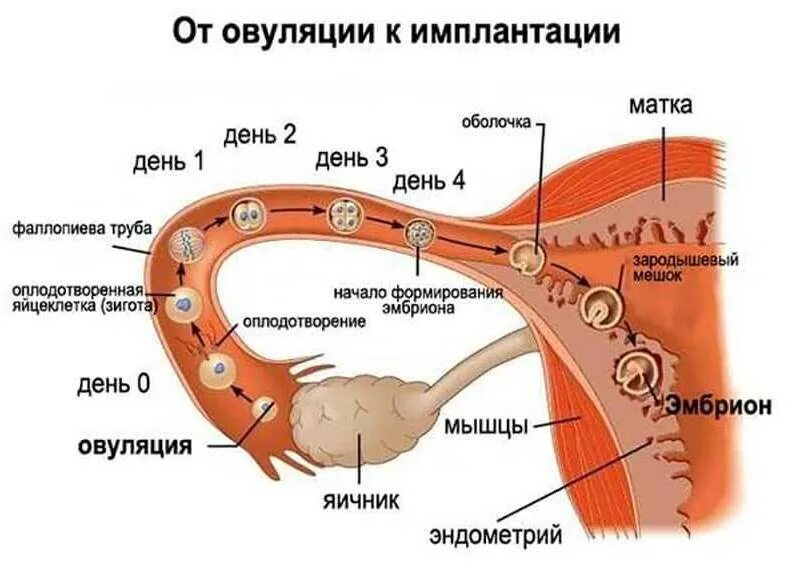 Что происходит с женщиной во время овуляции. Этапы оплодотворения яйцеклетки у человека по дням. Оплодотворение в маточной трубе. Путь яйцеклетки в матку схема. Путь оплодотворенной яйцеклетки в матку по дням.