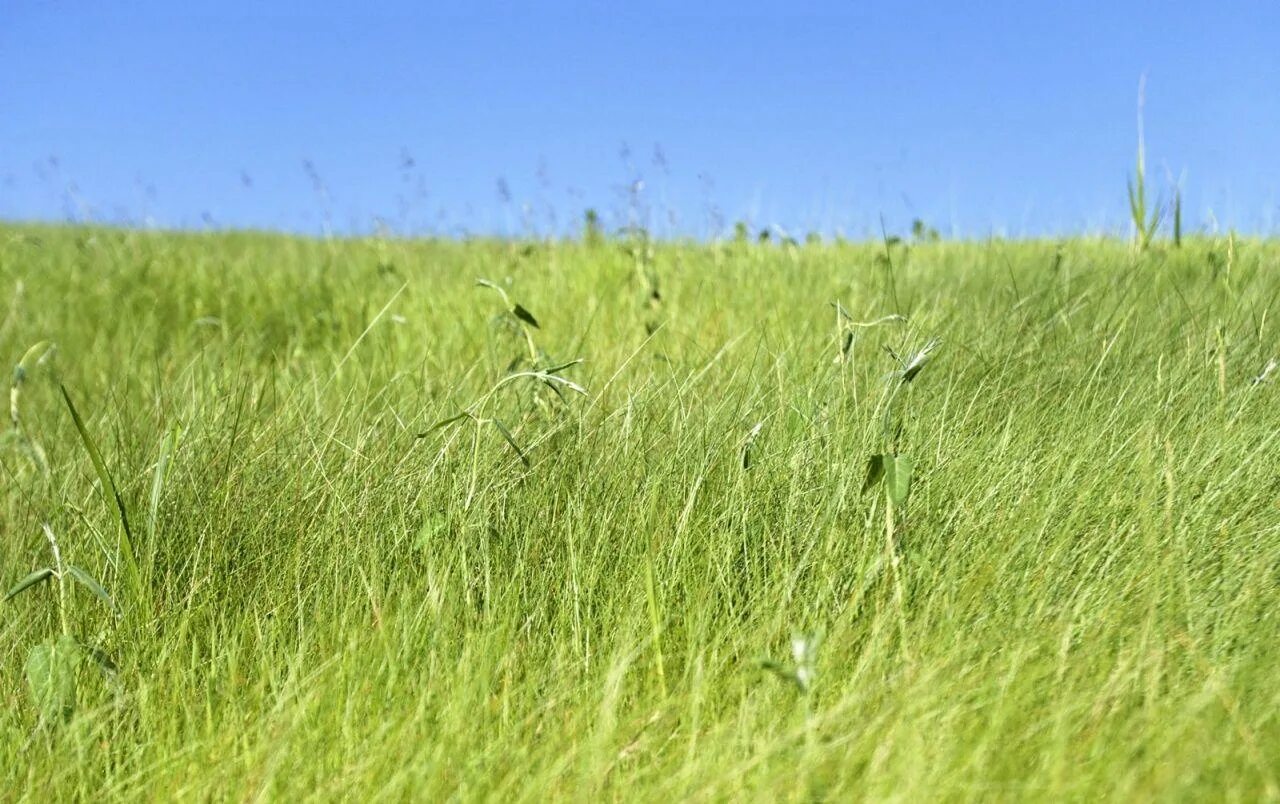 Высокой траве в хорошем. Мурух трава. Трава луг благоустройство. Зеленые Луга укроп. Трава Хвичь.