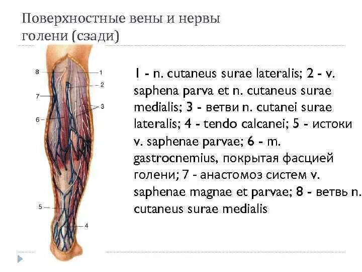 Подкожная вена латынь