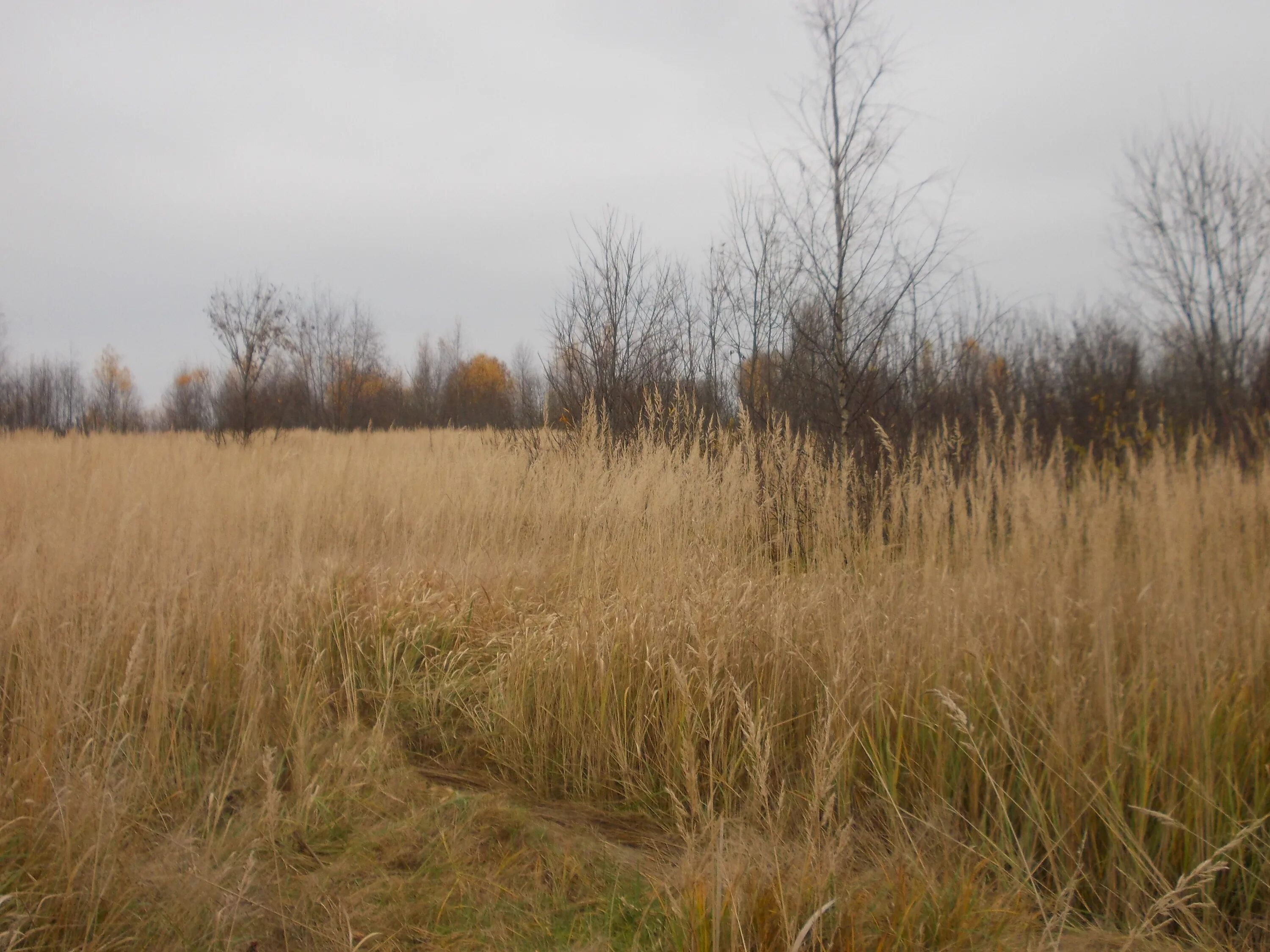 деревня боково калязинский район. свалка на землях сельхозназначения. станица тверская участки. шорново конаковский район фото с трассы. земли сельхозназначения тверская область.