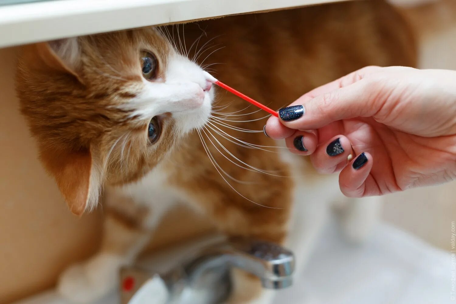 Кот сильно воняет. Котик ватная палочка. Искусственная овуляция кошки. Котик ватная палочка порода.