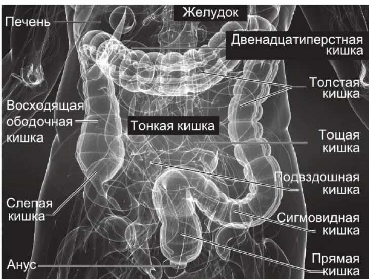 Сегмент кишка. Анатомия тонкого кишечника человека схема расположения. Строение Толстого кишечника. Сигмовидная кишка анатомия человека. Органы брюшной полости рентген анатомия.