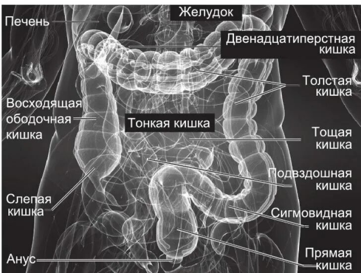 Ректосигмоидный отдел кишки где находится