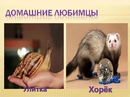 Животные живой уголок 2 класс