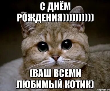 Мемы с котами с днем рождения