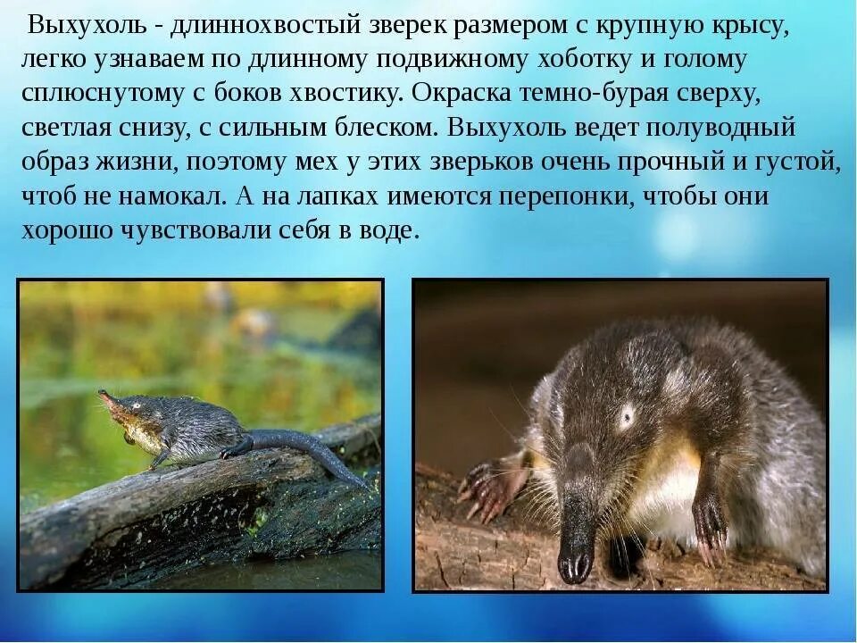 Ответы Mail.ru: Никогда не видела Выхухыль, где её производют?