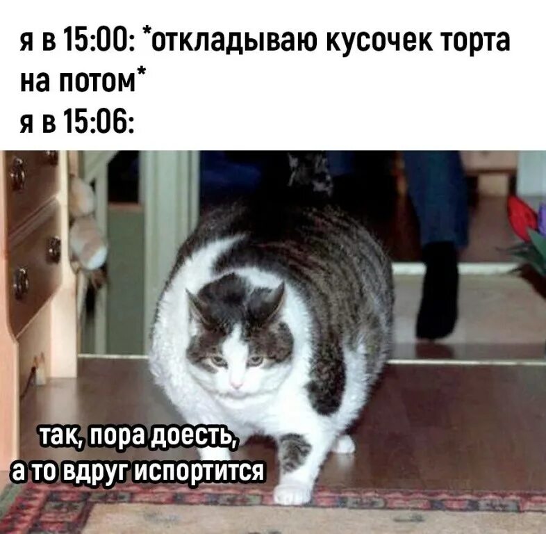 Не ходит заводить детей. Толстый кот объелся. Кот после праздников.