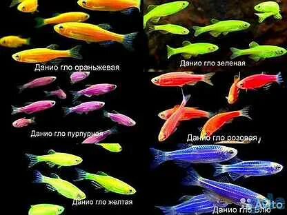 Данио рыбка аквариумная уход и содержание