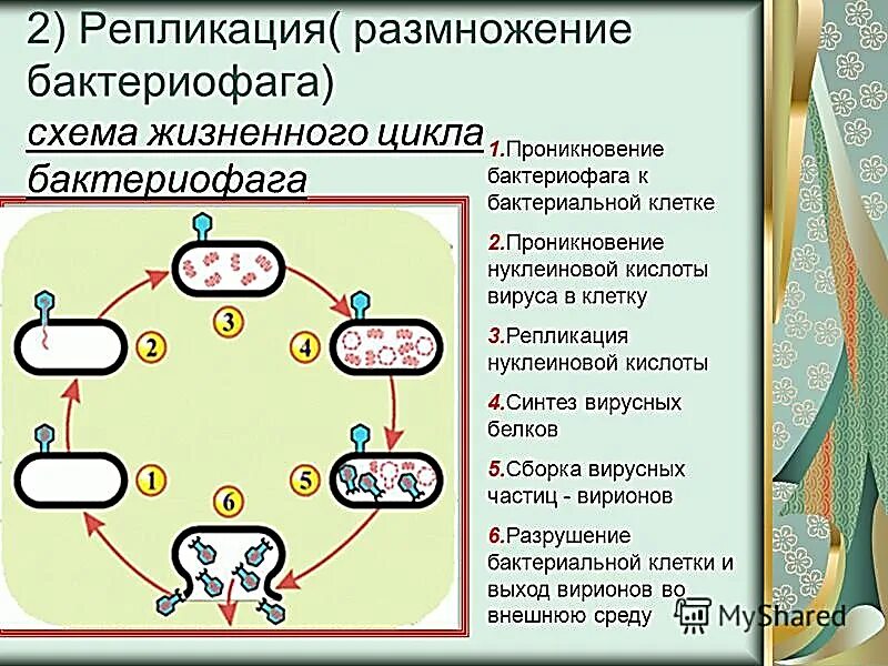 Этапы жизненного цикла бактериофага. Размножение бактериофага репликация. Схема цикла размножения бактериофага. Размножение вирусов схема.