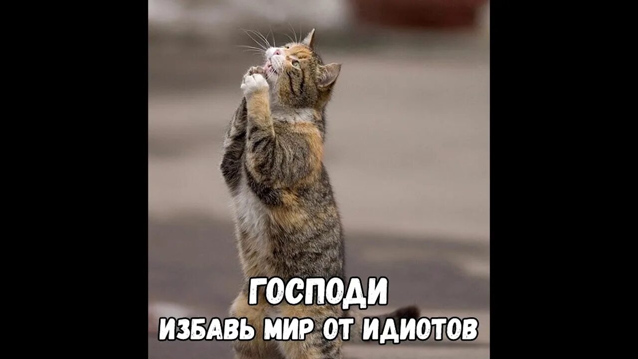 Идиот это надолго. Жириновский придурок. Цитаты про придурков. Спорить с идиотами бесполезно. Спаси от идиотов.