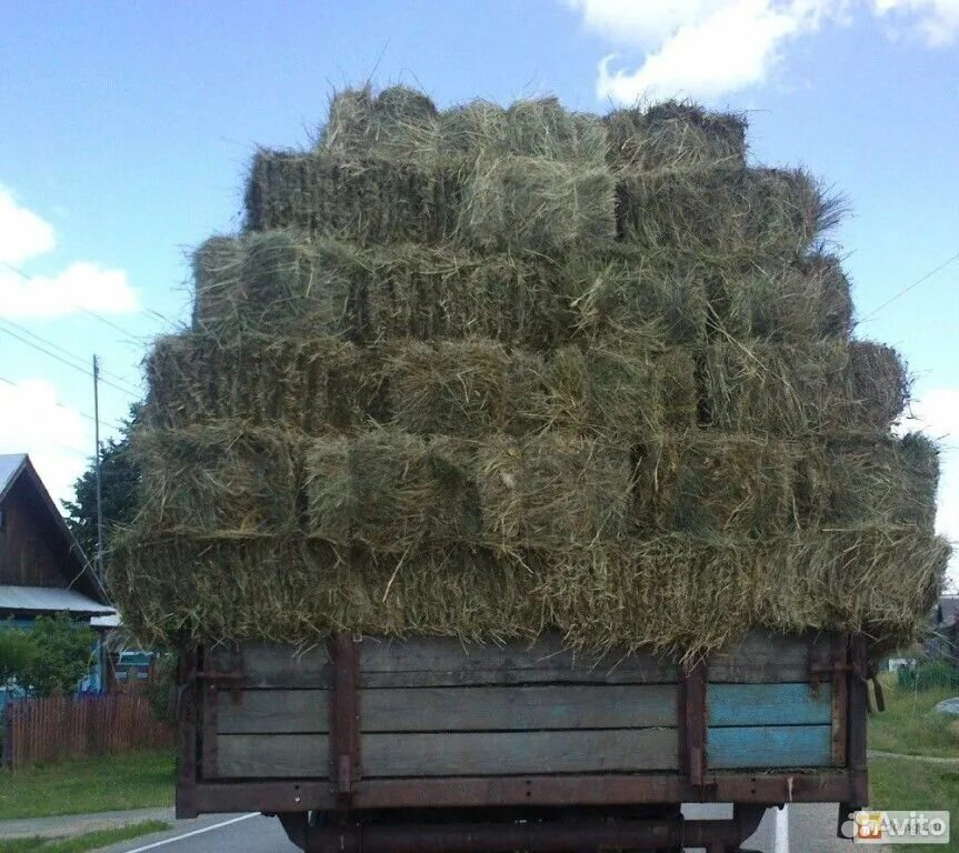 Продажа сена в тюках. Сено в тюках. Тюк сена. Сено в квадратных тюках. Солома в квадратных тюках.