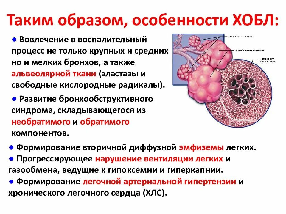 Бронхит хобл. Осложнения ХОБЛ. Бронхи вовлеченные в процесс прихобол. Хронический бронхит и ХОБЛ. Бронхи вовлеченные в процесс ХОБЛ.