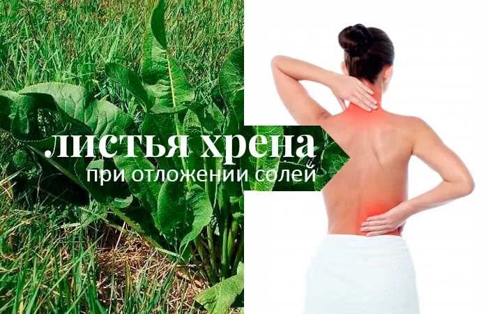 Листья хрена для лечения суставов. Листья хрена при отложении солей. лечебный лист хрена. листья хрена.