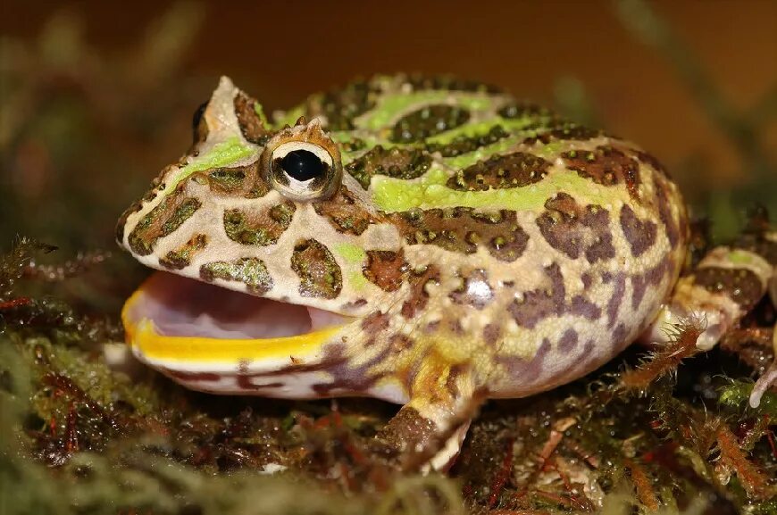 Земноводное т. Рогатка ceratophrys Ornata. Чакская рогатая лягушка. Лягушка рогатка КОРНУТА. Рогатка Кранвелла ceratophrys cranwelli.