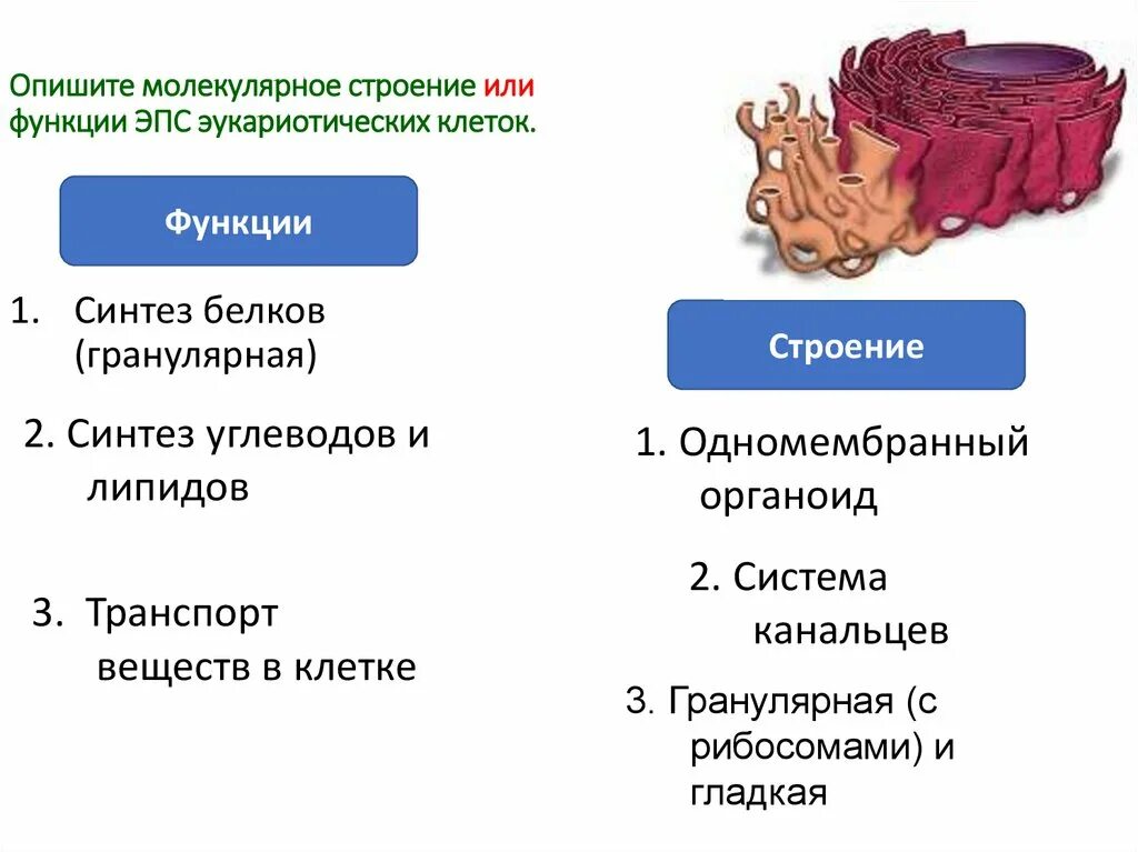 Выполняемые функции эндоплазматической сети. Гранулярная эндоплазматическая сеть строение и функции. Эндоплазматическая мембрана функции. Эндоплазматическая сеть строение и функции кратко. ЭПС функции кратко.