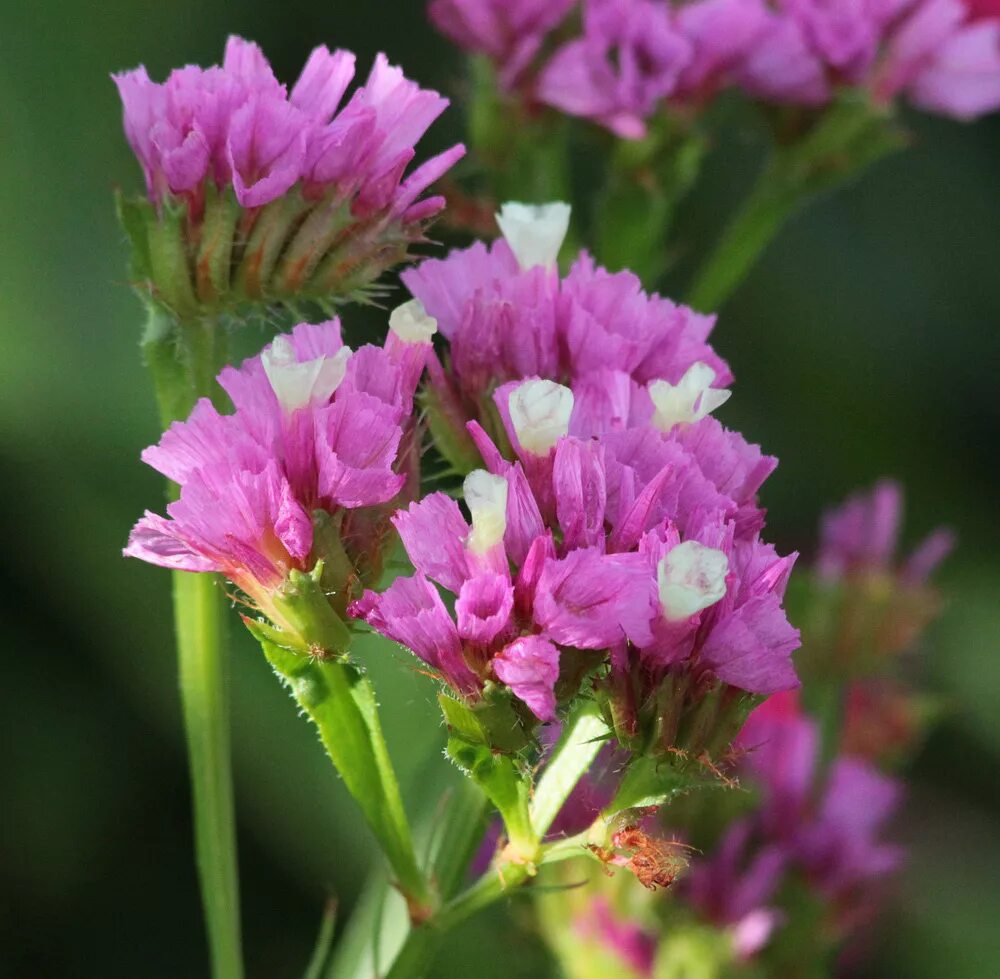 Кермек выемчатый. Limonium sinuatum. кермек гмелина. кермек выемчатый куст.
