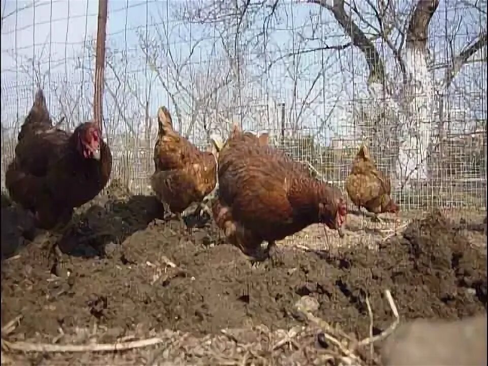 Грядка на курином помете. Курицы в огороде. куры в огороде. курочки на огороде. куры на грядках.