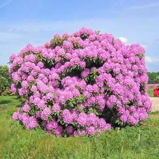 Цветущие кустарники для подмосковья