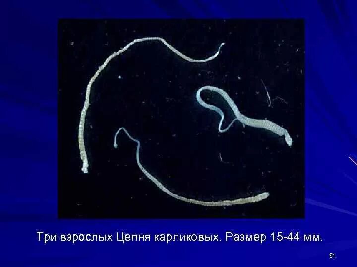 Hymenolepis Nana – карликовый цепень-гименолепидоз. Карликовый и крысиный цепень. Карликовый цепень, возбудитель гименолепидоза. Крысиный цепень Hymenolepis diminuta. Карликовый цепень строение