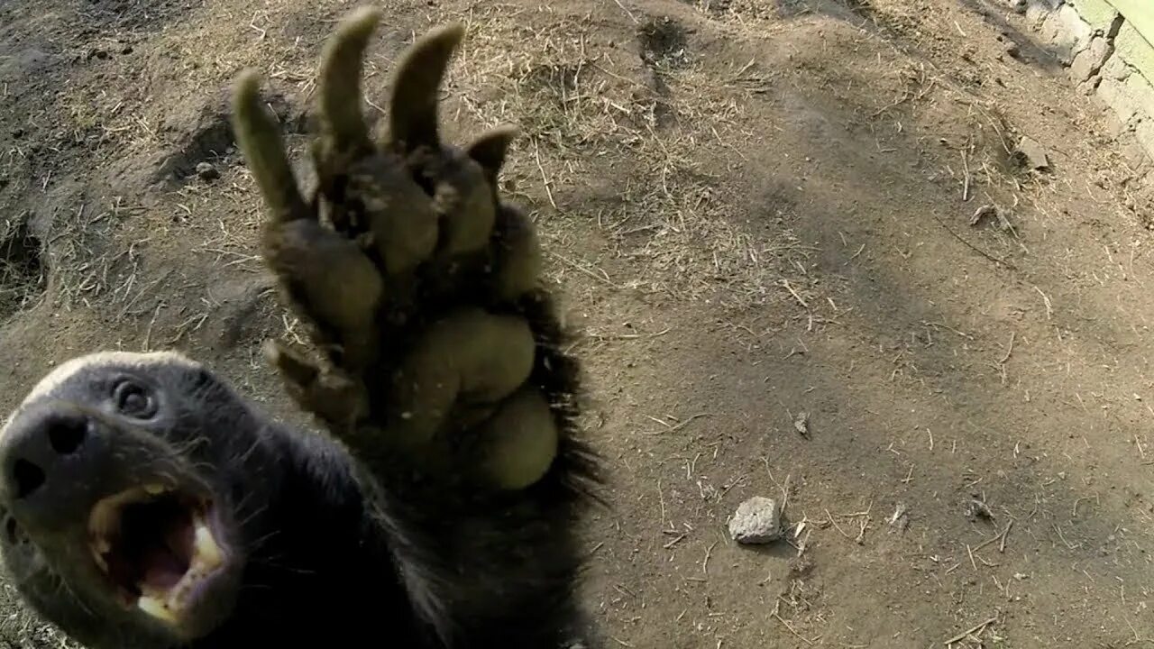 Большой зверек не отбивался а только жалобно. Большой зверек не отбивался а только жалобно
