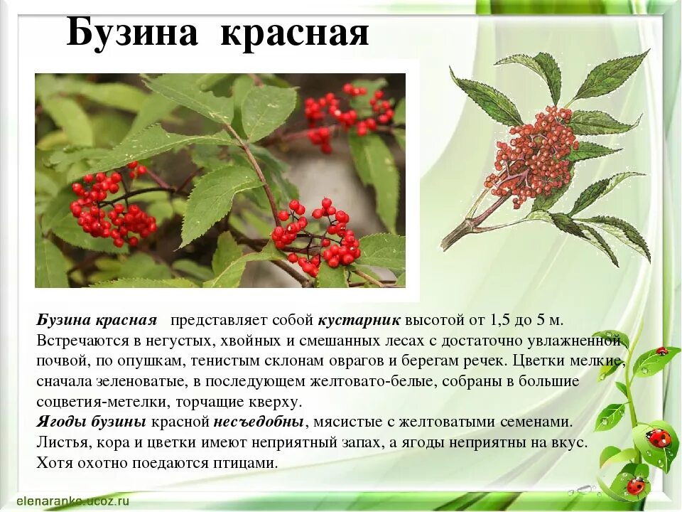 Почему у многих кустарников плоды красного цвета