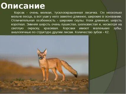 Лисица корсак природная зона