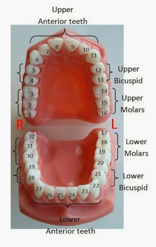 Сколько стоят зубы человека. Нумерация зубов в стоматологии схема у взрослых. Зубы нижняя челюсть нумерация зубов. Стоматология нумерация зубов верхней челюсти. Челюсть человека нумерация зубов.