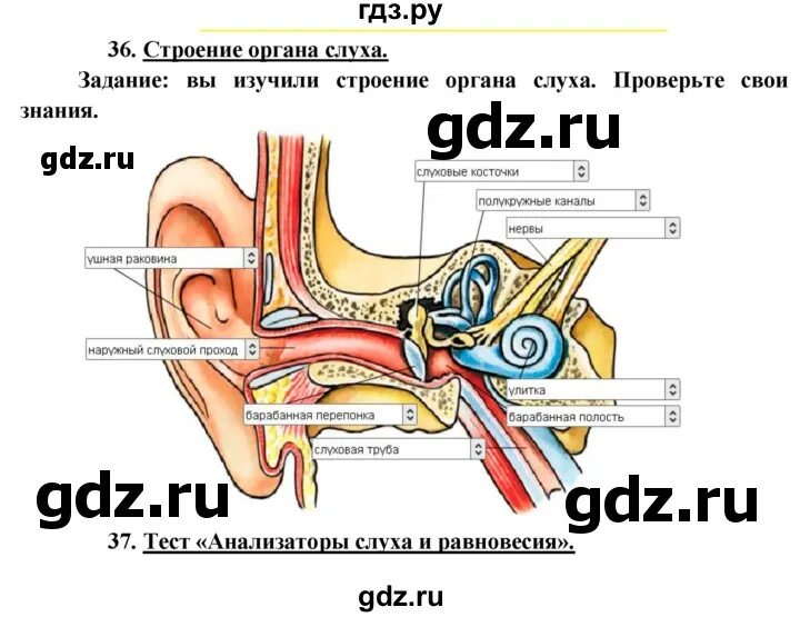 Функции органа равновесия 8 класс. Орган равновесия 8 класс биология. орган равновесия 8 класс задания. равновесия анализатор схемы с заданиями. анализаторы схемы с заданиями.