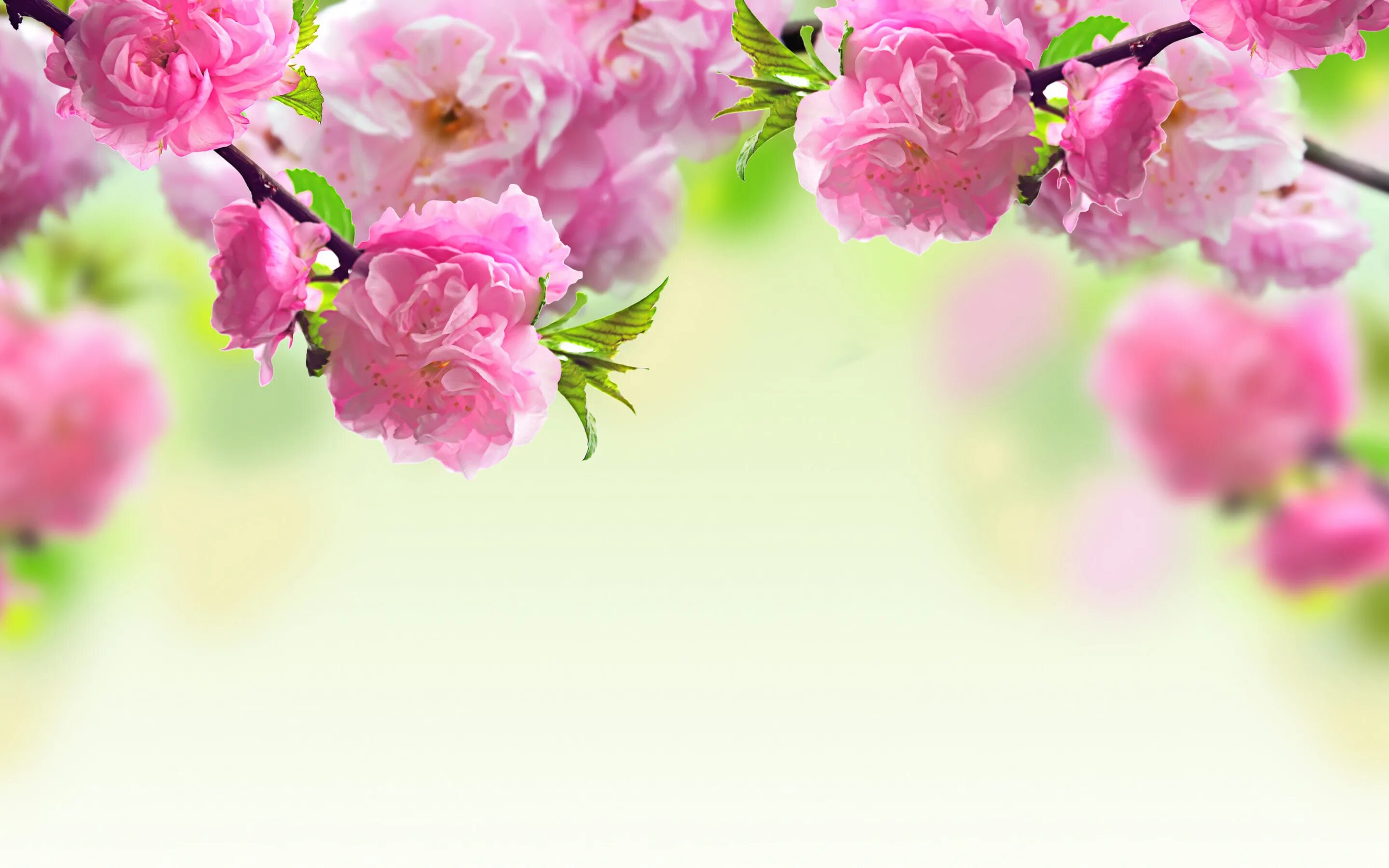 Песня день рождения весны. Розовые цветы. Цветочный фон. Весенний фон. Весенние цветы.