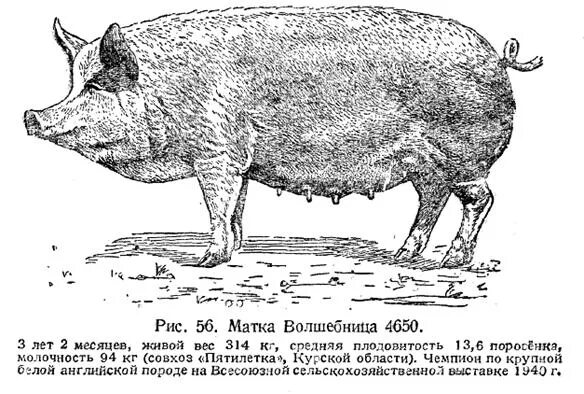 Средний вес кабана
