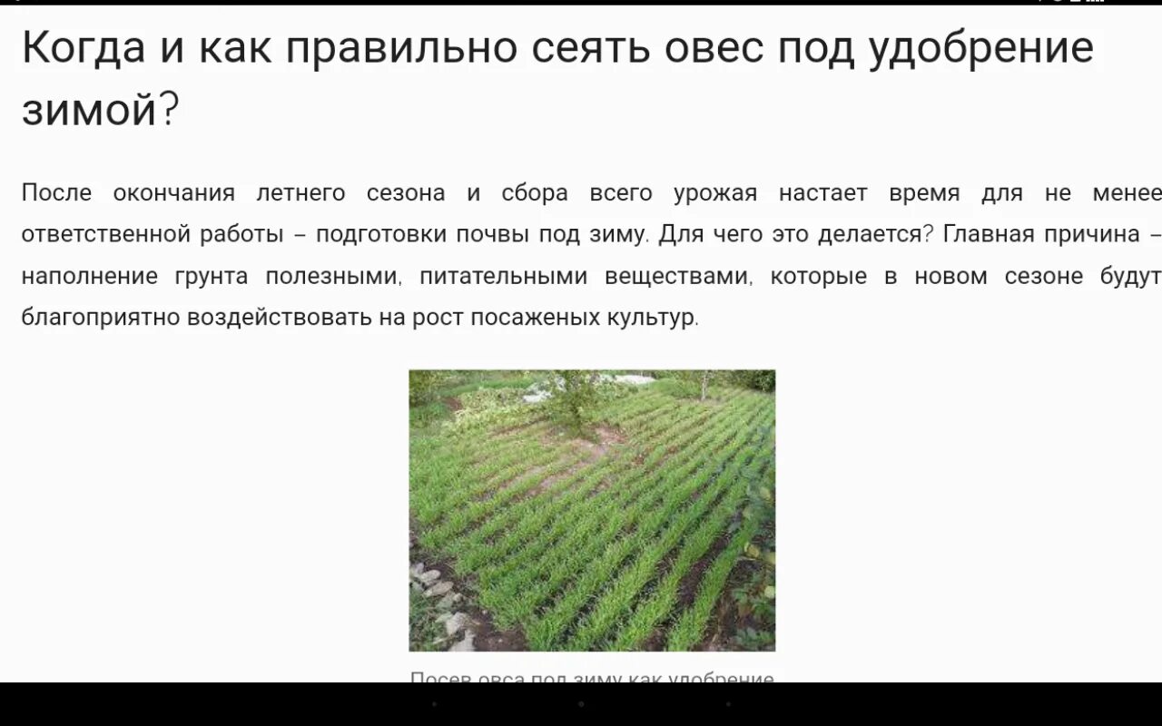 Как сеять овес под зиму