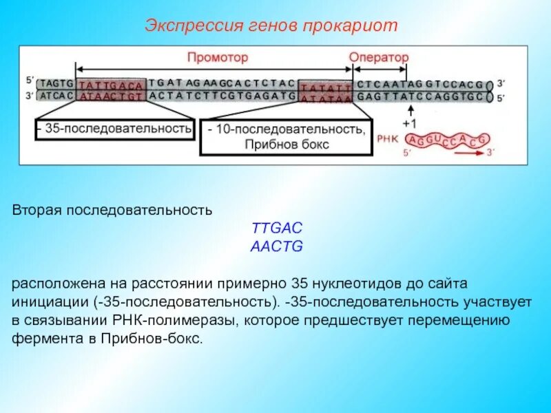 Экспрессия прокариот