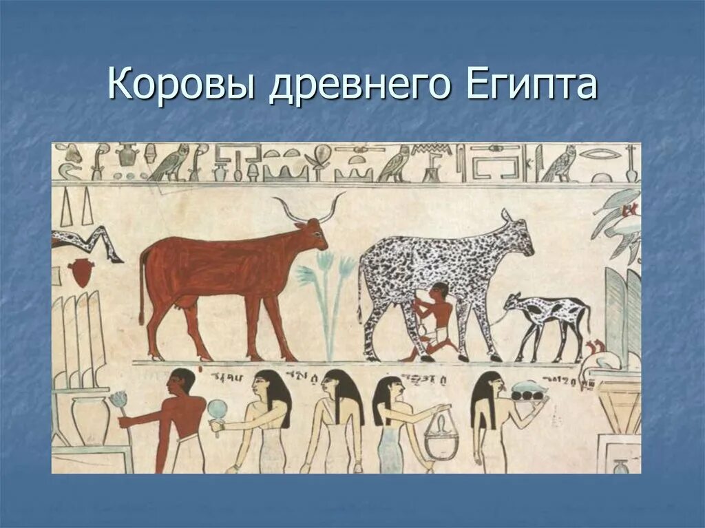 Корова в древности. Корова в древнем Египте. Ветеринария в древнем мире. Ветеринар в древности. Ветеринария в древней Греции.